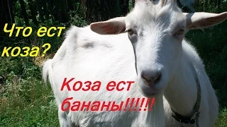 Козы едят банан.