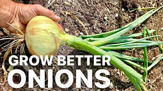 Grow Onions from Seed not Sets
