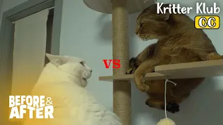 My Cats Always Get Into Fight Over THIS I Before & After Ep 90