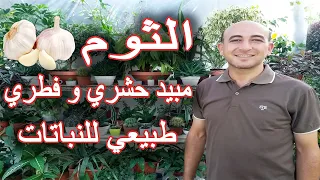 استخدام الثوم كمبيد حشري و فطري طبيعي للنباتات, مبيد حشري طبيعي للنبات, Using Garlic as Insecticide