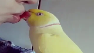 Try Not To Laugh Challenge * Funny Parrots & Cute Birds Compilation | Best Funny Parrots Videos [5]