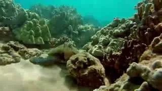 GoPro Hero3+ CHILLIN' WITH MAUI SEA TURTLES