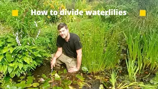 How to split waterlilies
