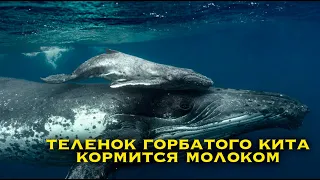 Встреча мамы кита и китенка во время вскармливания молоком