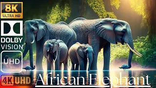 African Elephants World most big elephant 🐘 4K - Scenic Relaxation Film With Calming Music