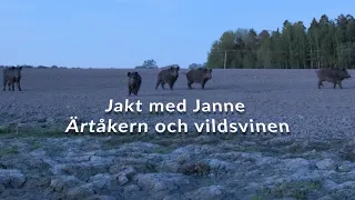 Jakt med Janne - Ärtåkern och vildsvinen