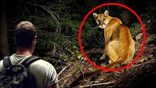 5 Incredibly CLOSE Mountain Lion Safari Encounters Caught on Camera! ( 2022 )