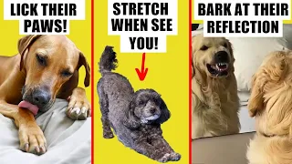 Why does your dog do that? 🔥 10 WEIRD BEHAVIORS EXPLAINED!