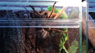 нападение токсичного птицееда Пецилотерия Орната (Poecilotheria ornata) на самца