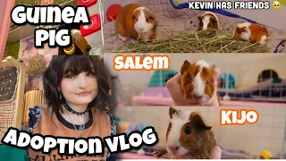 I ADOPTED TWO BABY GUINEA PIGS! 🐽 | adoption vlog |