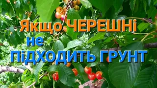 Що робити коли Черешні не підходить кислотність грунту