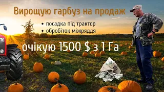 Вирощування гарбузів на продаж, як заробити гроші в селі. Частина 1