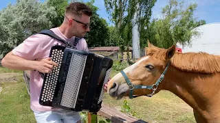 Horse in love with accordion