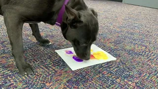 Teach Your Pup to Paint!