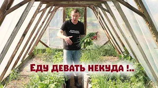 Деревенское изобилие существует - уже в мае еду девать некуда!