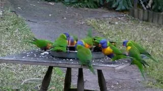 Rainbow Lorikeets feeding