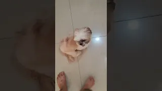 Ganito din ba furbaby nyo takot sa paputok#shorts