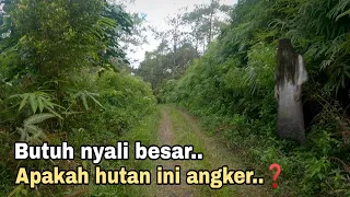 Perjalanan pulang yang mendebarkan, Melewati hutan yang angker..?