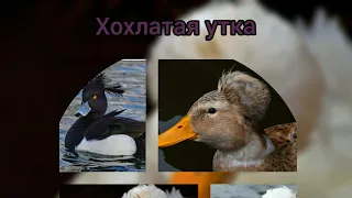 Хохлатая утка.