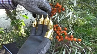 Перчатка для сбора облепихи. Glove to collect sea buckthorn.