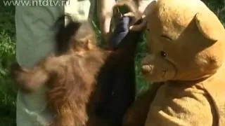 Сироте-орангутангу нашли приемную мать