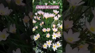 LIRIOS DE LLUVIA 🌷 Así despiertan sus flores #shorts #plants #zephyranthes #flores #cancún #viverito