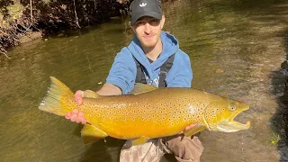 Catching GIANT Brown Trout in a Small Creek! // MY NEW PB!!