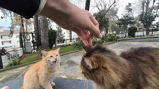 A jealous yellow cat in a park full of stray cats!