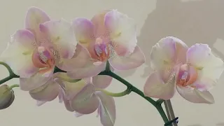 Bud Blast in Orchids: Why It Happens & Prevention!