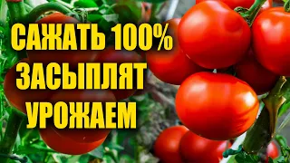 Эти сорта томатов засыплют урожаем и не болеют. Сажайте эти сорта томатов в 2022.