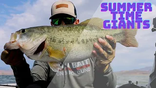 Arizona Summertime Giants... How to fish for bass in the summer.