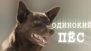 Одинокий пёс 🐾