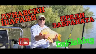 ДУНАВСКИ ШАРАНИ преди забраната !  Wild carp fishing! Danube RIVER carp fishing !!!