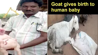 Shocking News Goat gives birth to human baby, MIRACLE OR GENETIC Disorder