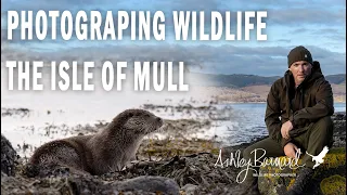 A Scottish Wilderness: An unforgettable Isle of Mull Wildlife Photography Adventure