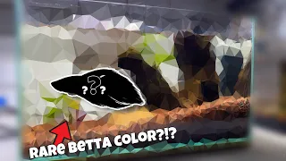 New Betta Fish Tank Setup (RARE BETTA?!?)