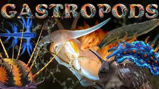 Gastropod, the beautiful world of snails and slugs