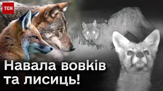 😱⚡ Цього ще не вистачало! Навала вовків та лисиць!