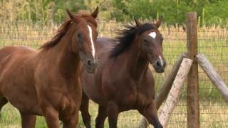 Protein for performance horses | Purina Animal Nutrition