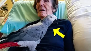 Dying Woman Says Final Goodbye To Her Parrot, But The Parrot's Reaction Will Make You Cry!