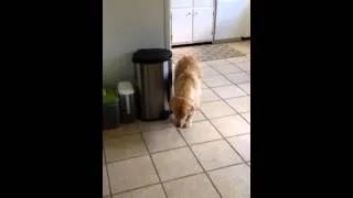 Guilty Golden Retriever