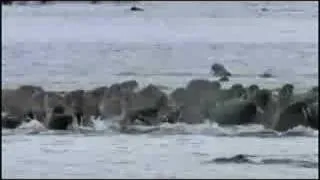 Polar bears VS Walrus