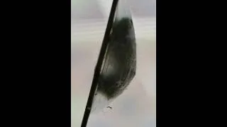 Cecropia Caterpillar Building Cocoon - time lapse