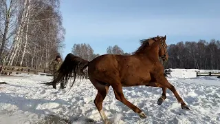 новосибирский конезавод дончак