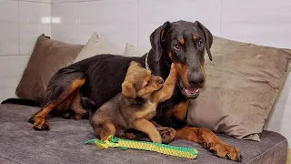 Tiny Street Puppy Falls in Love with our 100 Pounds Dobermam