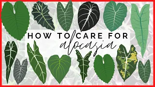 How to Care for Alocasia | How My Elephant Ear Plants THRIVE!
