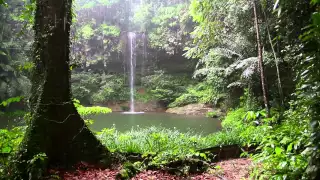 Sonido de Lluvia y los Animales del Bosque - HD Lluvia - Relajarse, Dormir