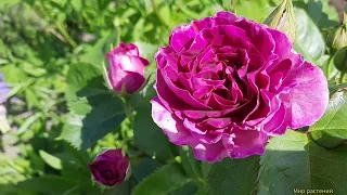 Красивая роза "Минерва". Ароматная и  непрерывно цветущая.