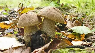 ГРИБЫ🍄🍄🍄 ПОШЛИ С НОВОЙ СИЛОЙ! СЕНТЯБРЬ 2019 ПОДБЕРЁЗОВИКИ, ПОДОСИНОВИКИ