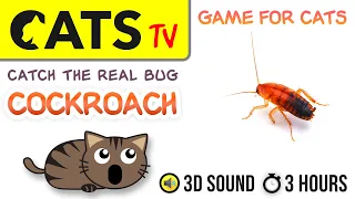 GAME FOR CATS - Fast Real Cockroach 🙀🪳  3 HOURS [CAT TV]